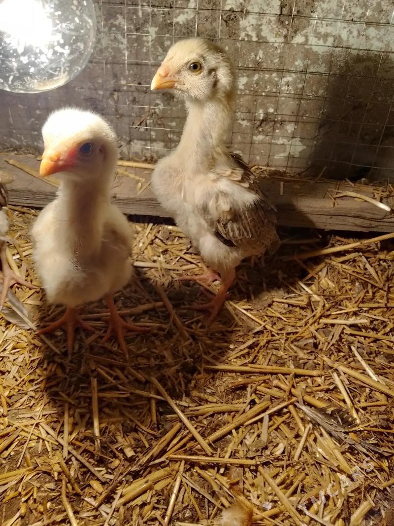 JÜJELER  - Туркменабат - img 5