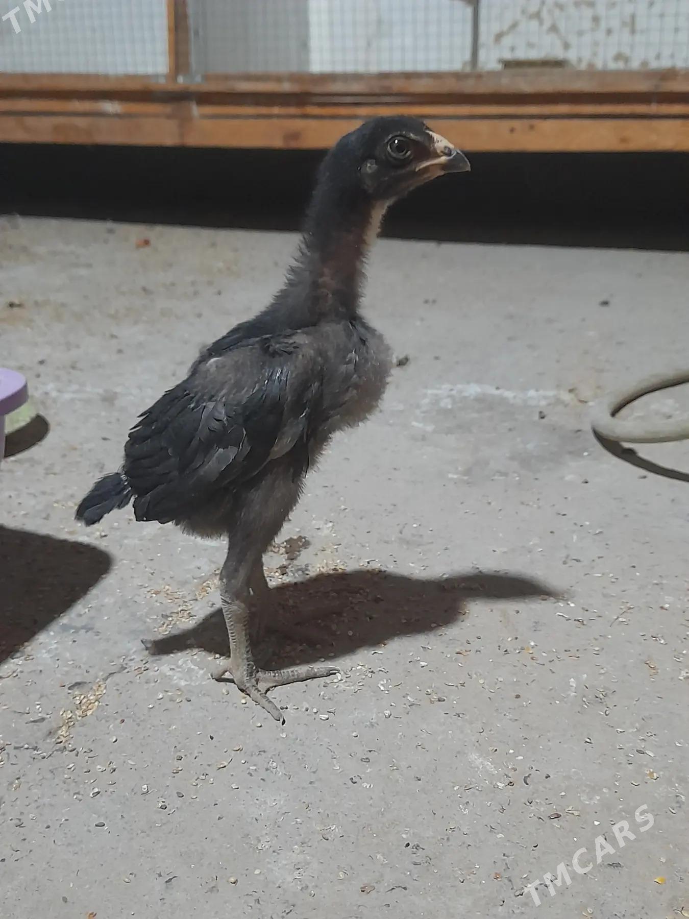 JÜJELER  - Туркменабат - img 6