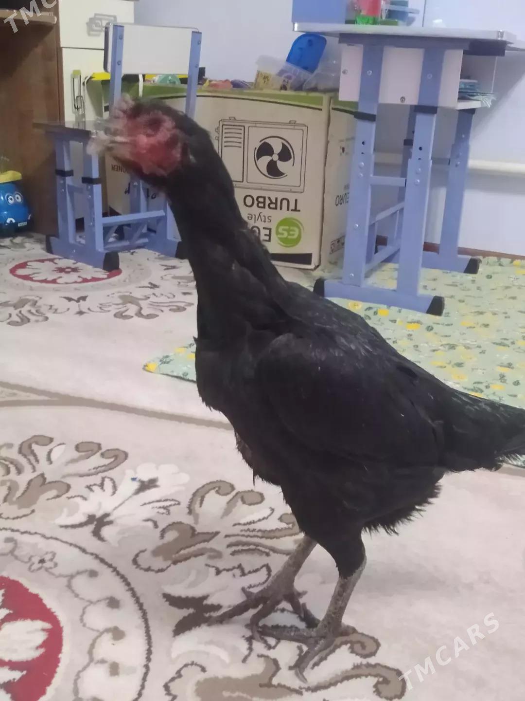 JÜJELER  - Туркменабат - img 9