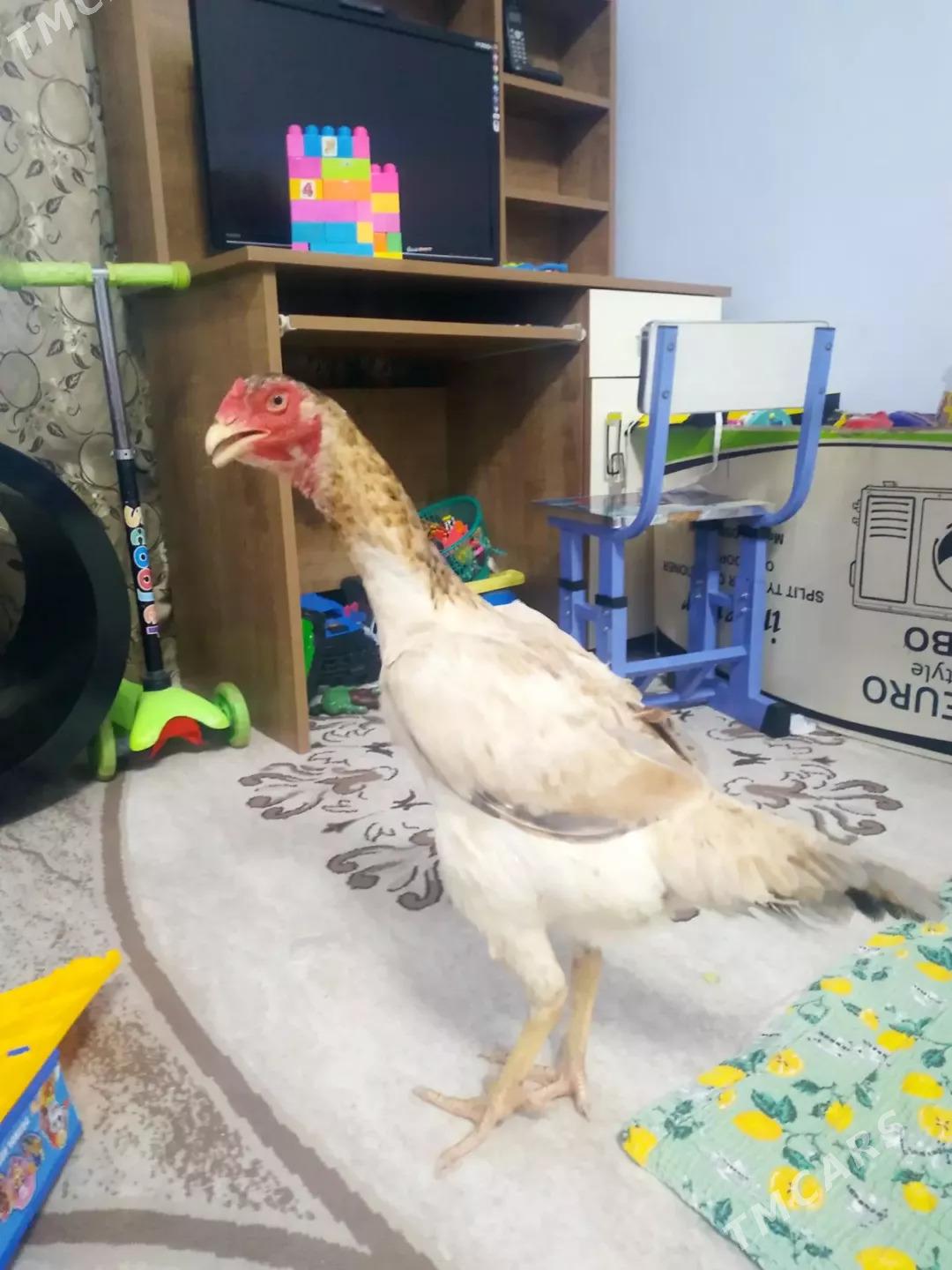 JÜJELER  - Туркменабат - img 10