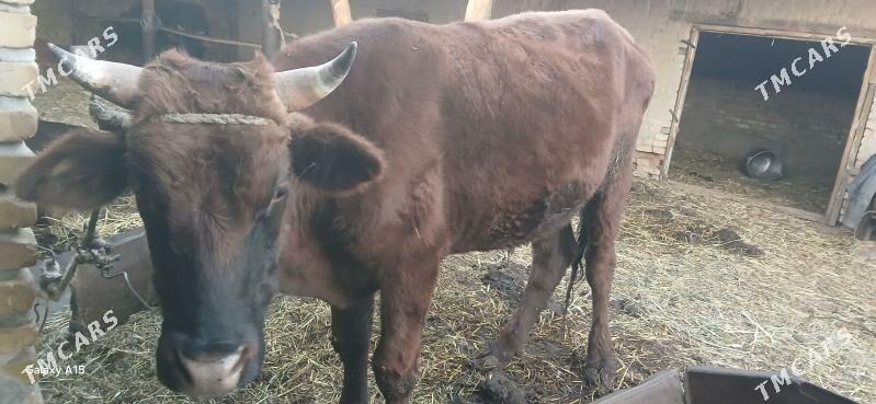 Окузлер - Туркменабат - img 1