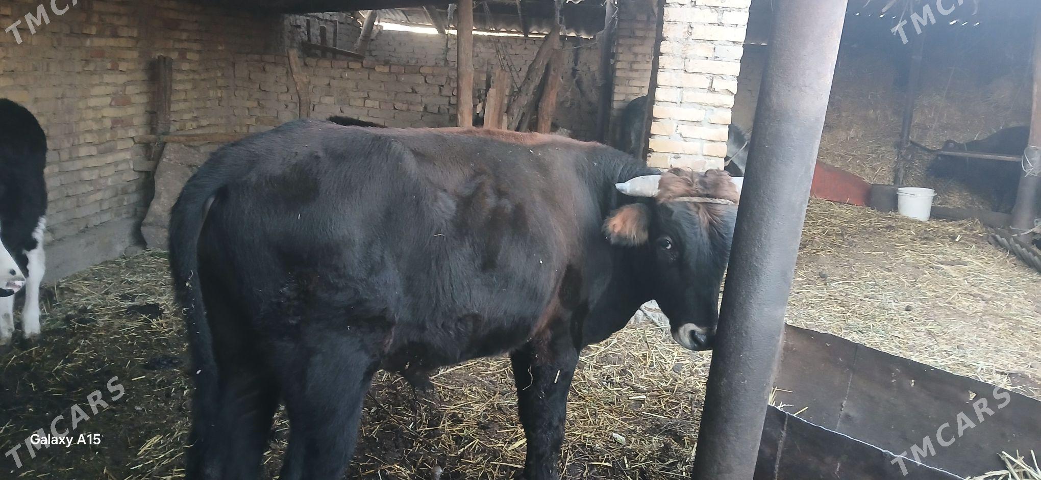 Окузлер - Туркменабат - img 2