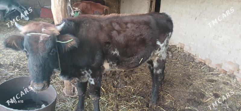 Окузлер - Туркменабат - img 3