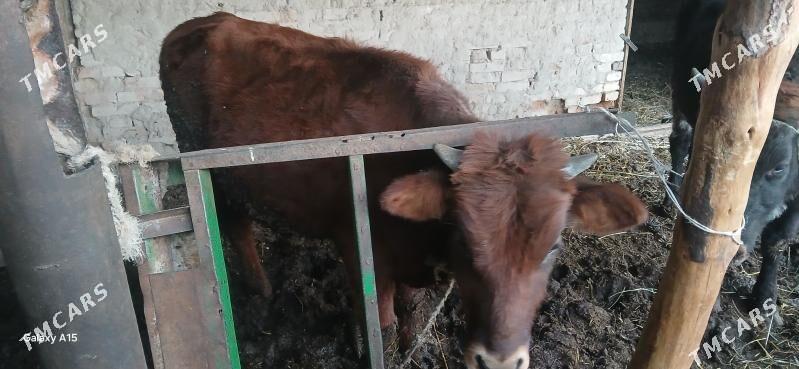 Окузлер - Туркменабат - img 5