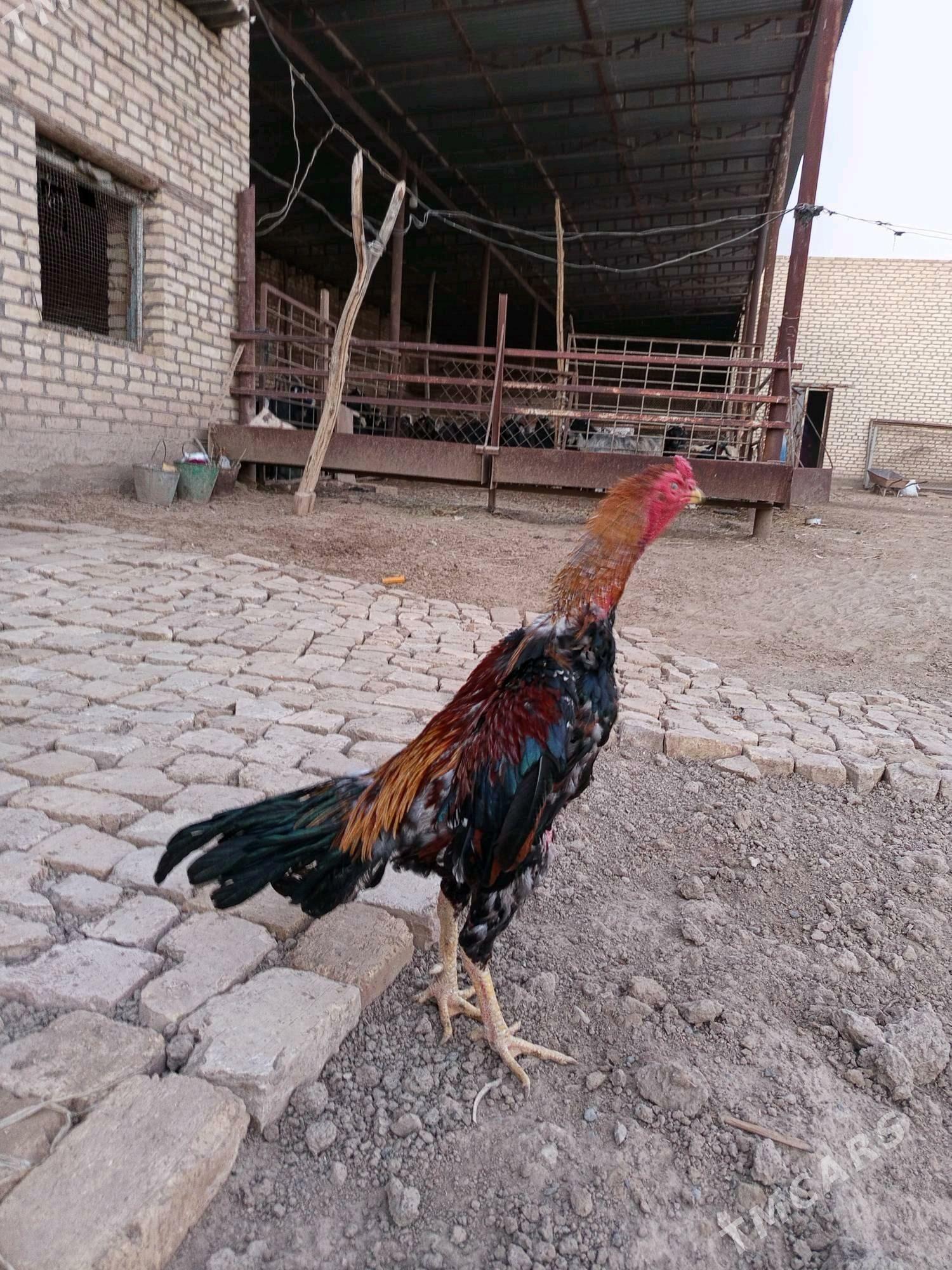 baýsok - Векильбазар - img 2