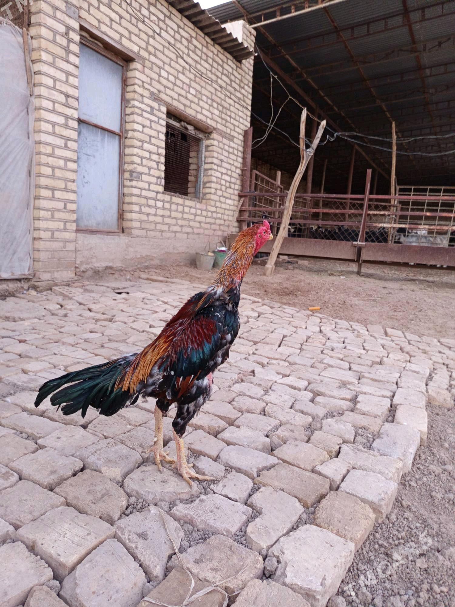 baýsok - Векильбазар - img 3