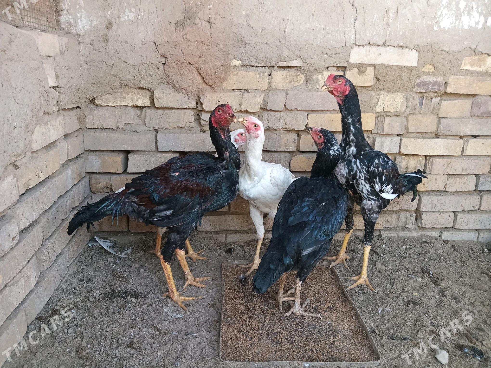 baysy - Mary - img 3