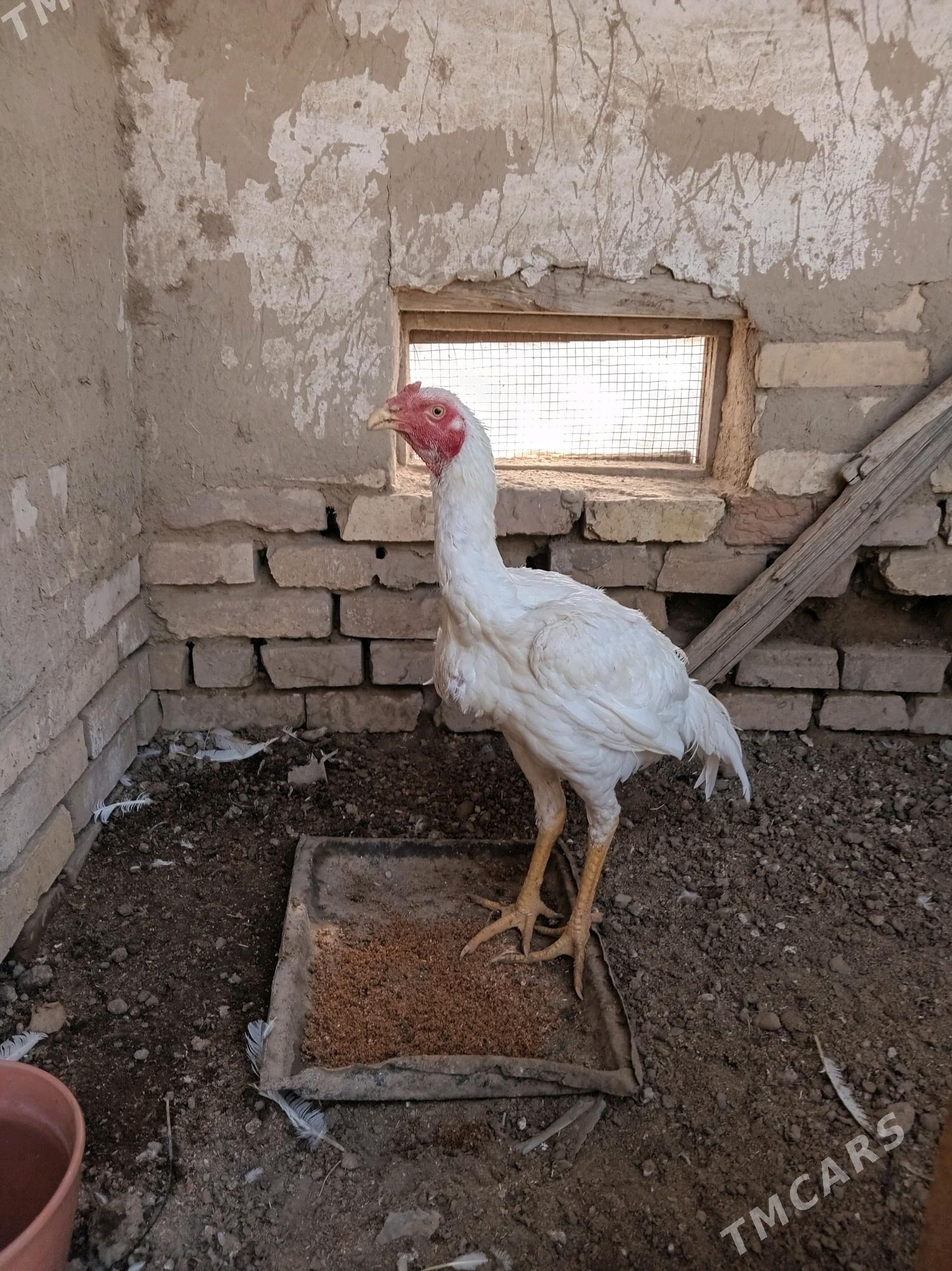 baysy - Mary - img 2