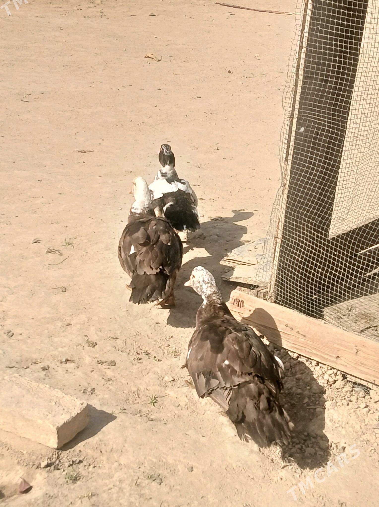 ördek kus kus - Baýramaly - img 2