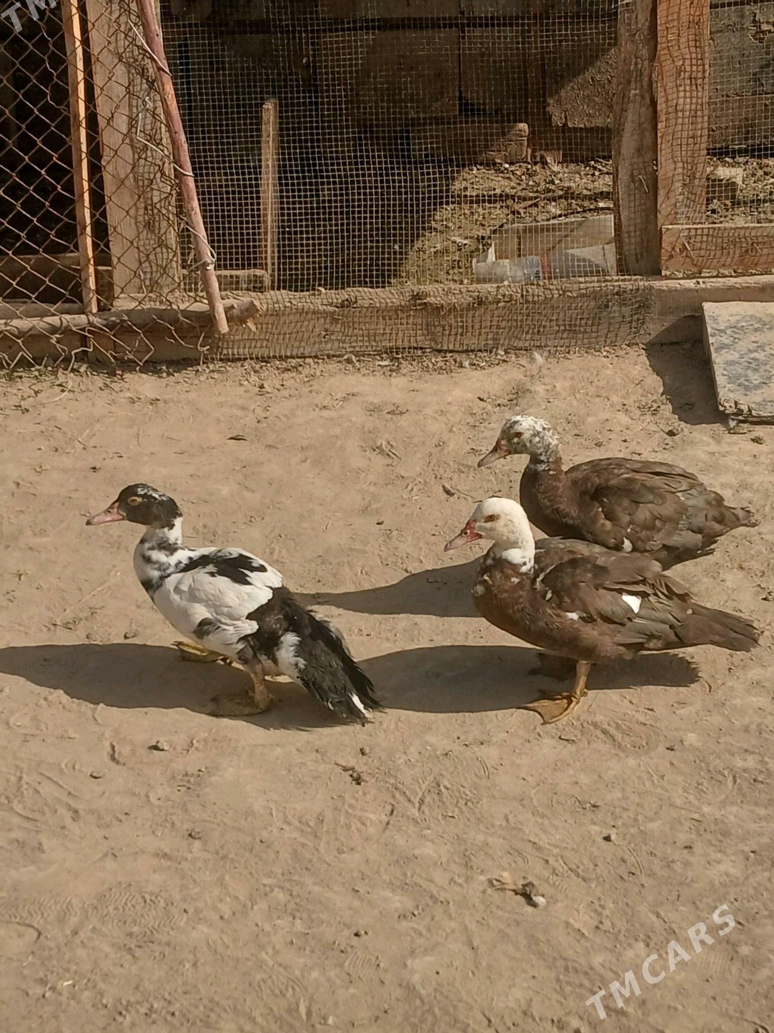 ördek kus kus - Baýramaly - img 1