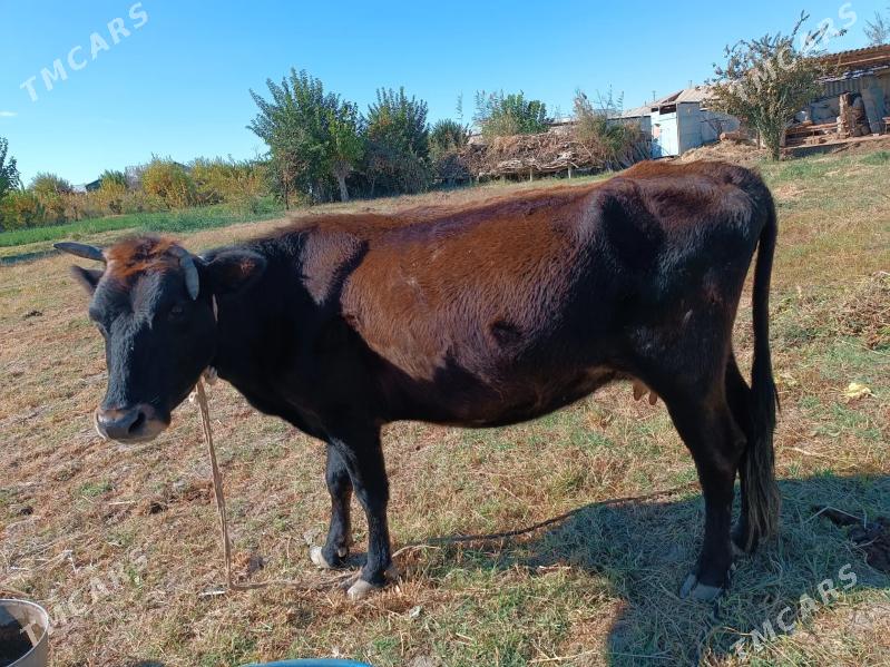 okuz sygyr - Мары - img 7