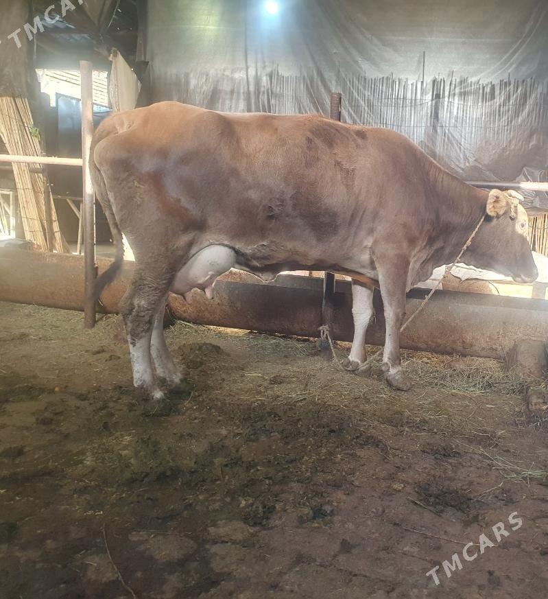 Sygyr - Гёкдепе - img 1