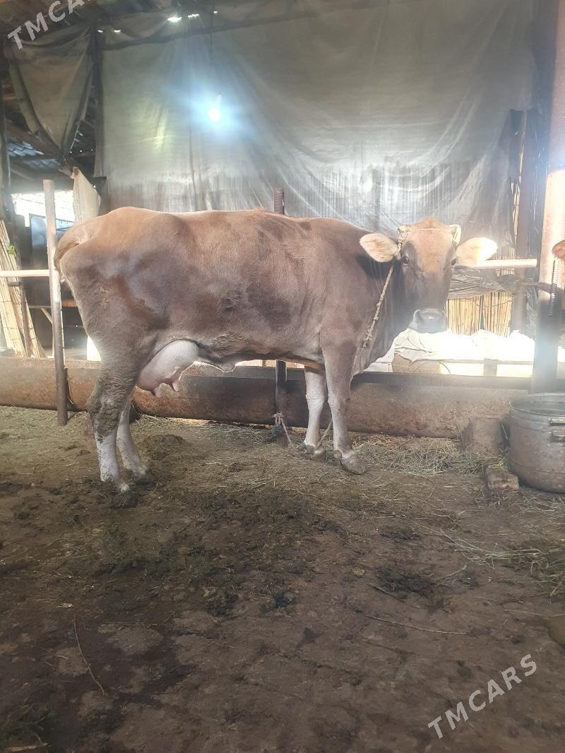 Sygyr - Гёкдепе - img 2