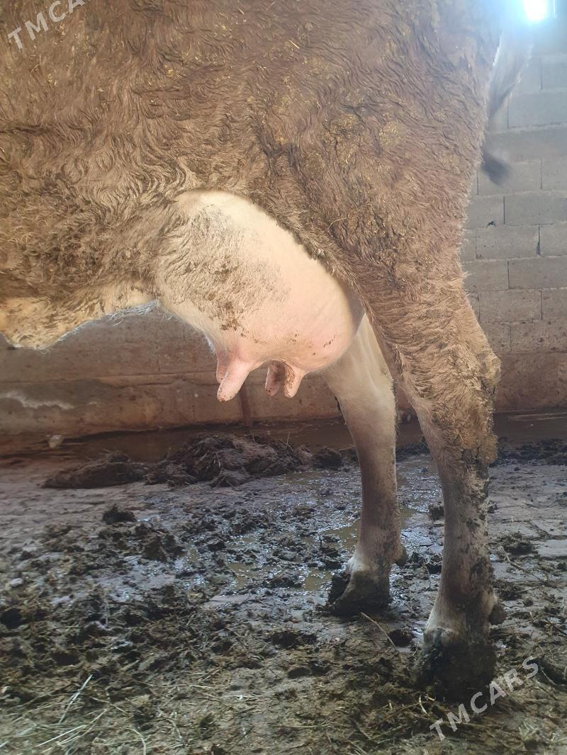 Sygyr - Гёкдепе - img 3