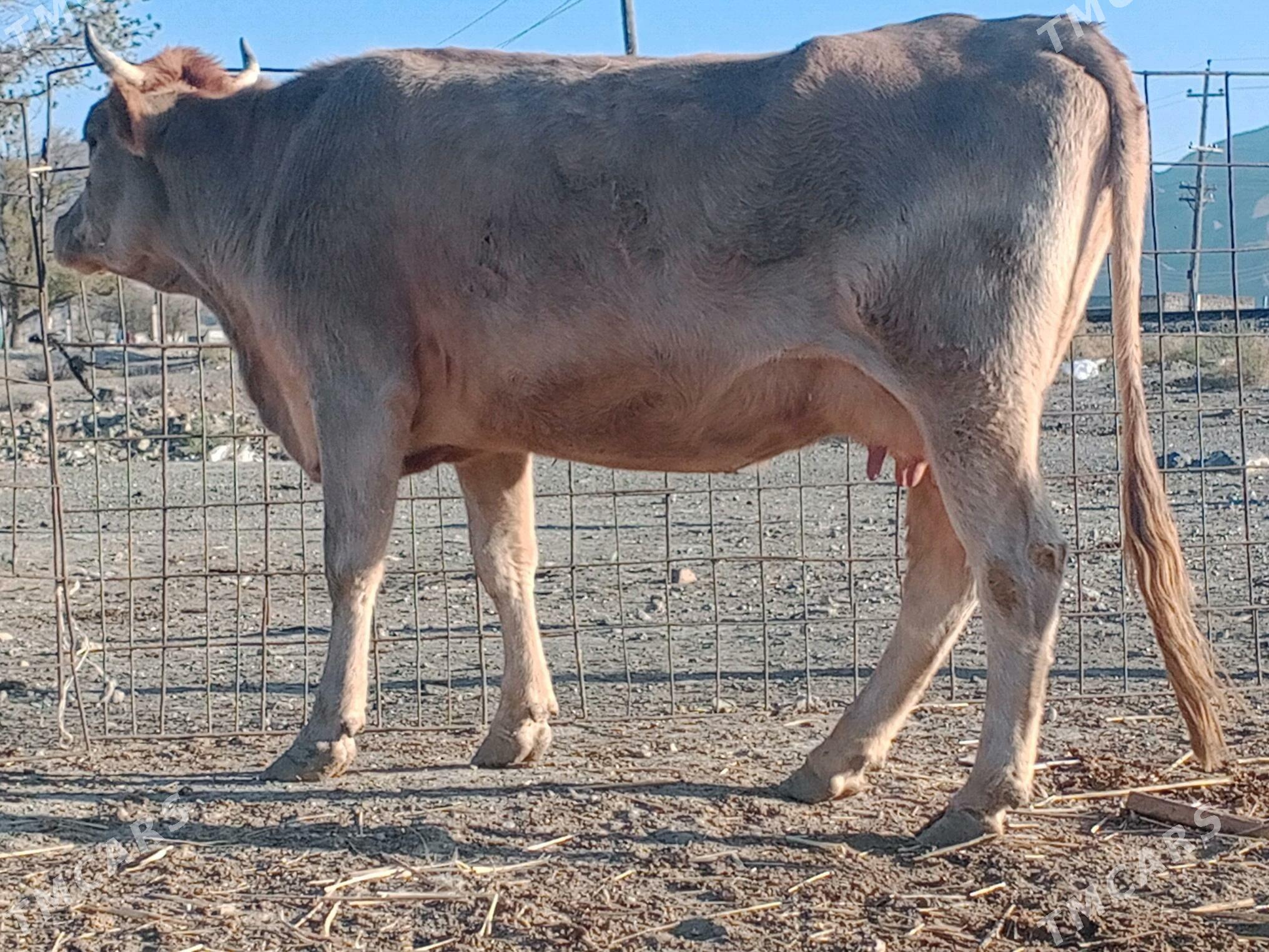 göleli sygyr - Берекет - img 2