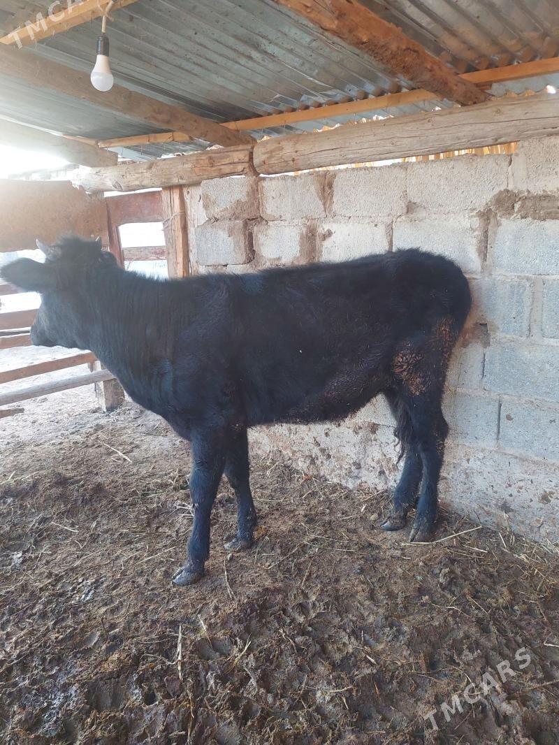 Tuwe - Гёкдепе - img 3