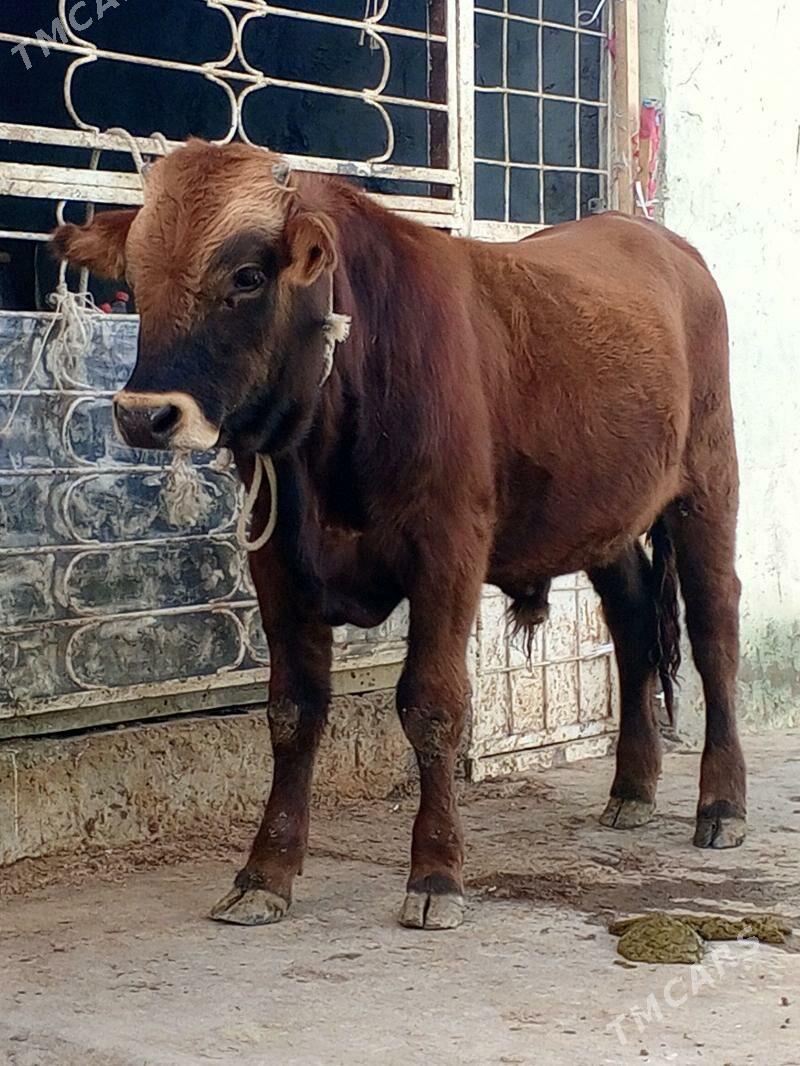 Tohum mallar - Ашхабад - img 3