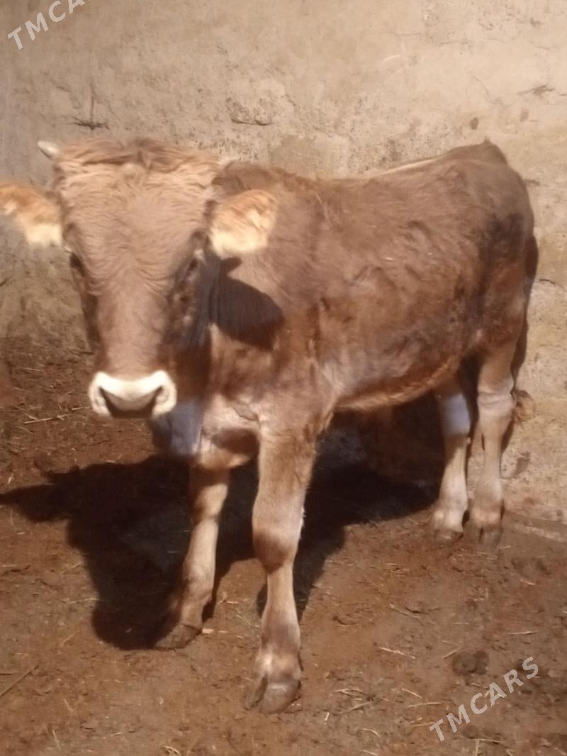 Tohum mallar - Ашхабад - img 6