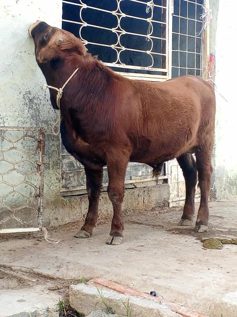 Tohum mallar - Ашхабад - img 2