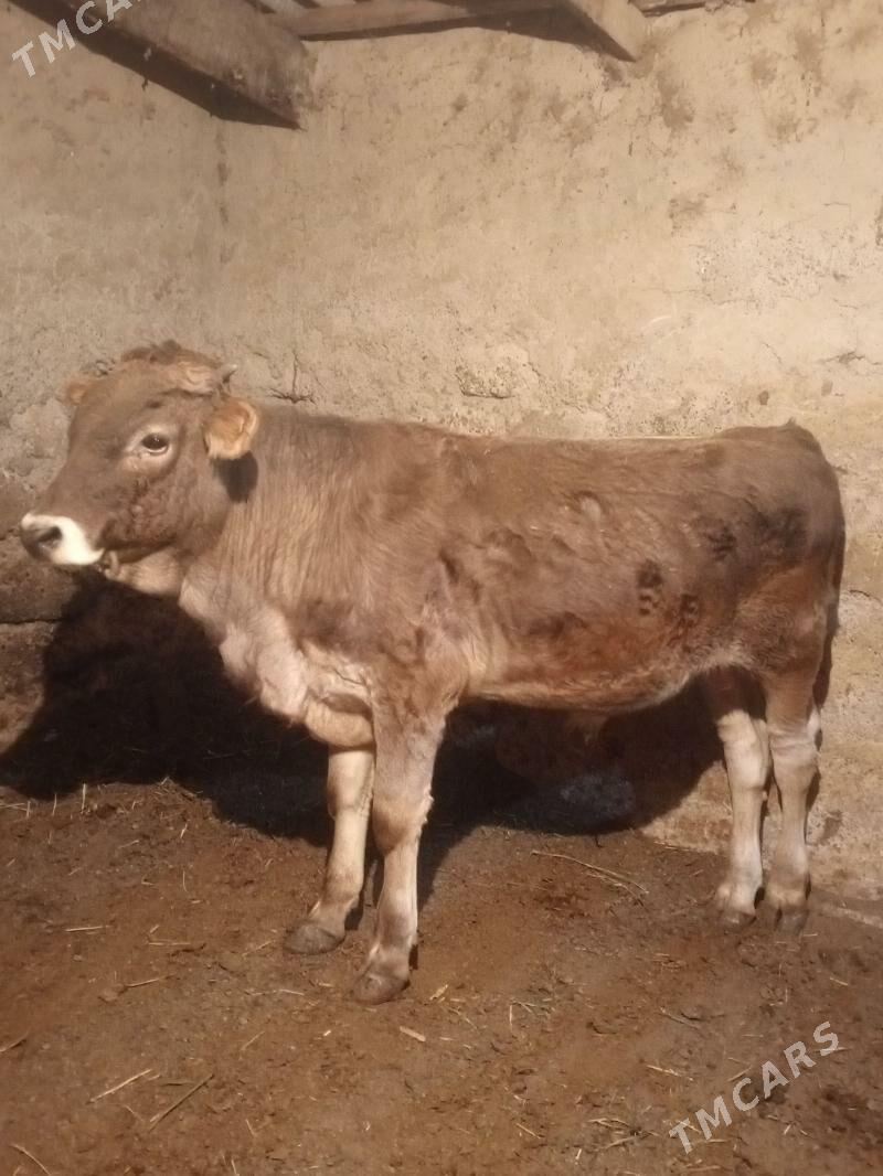 Tohum mallar - Ашхабад - img 4