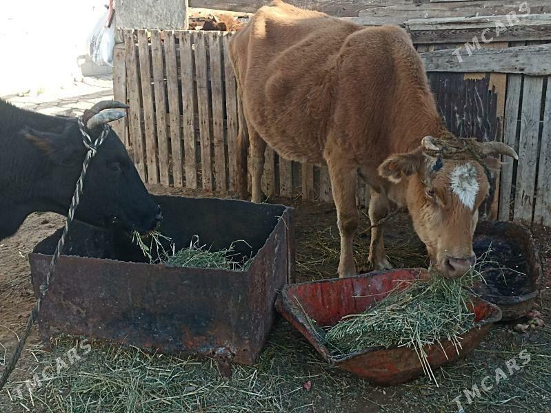 sygyr - Aşgabat - img 3