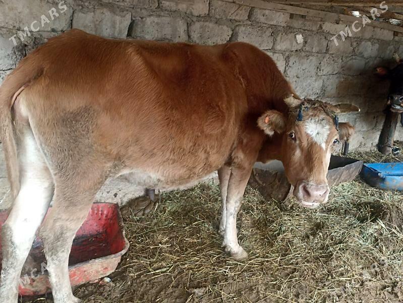 sygyr - Aşgabat - img 4