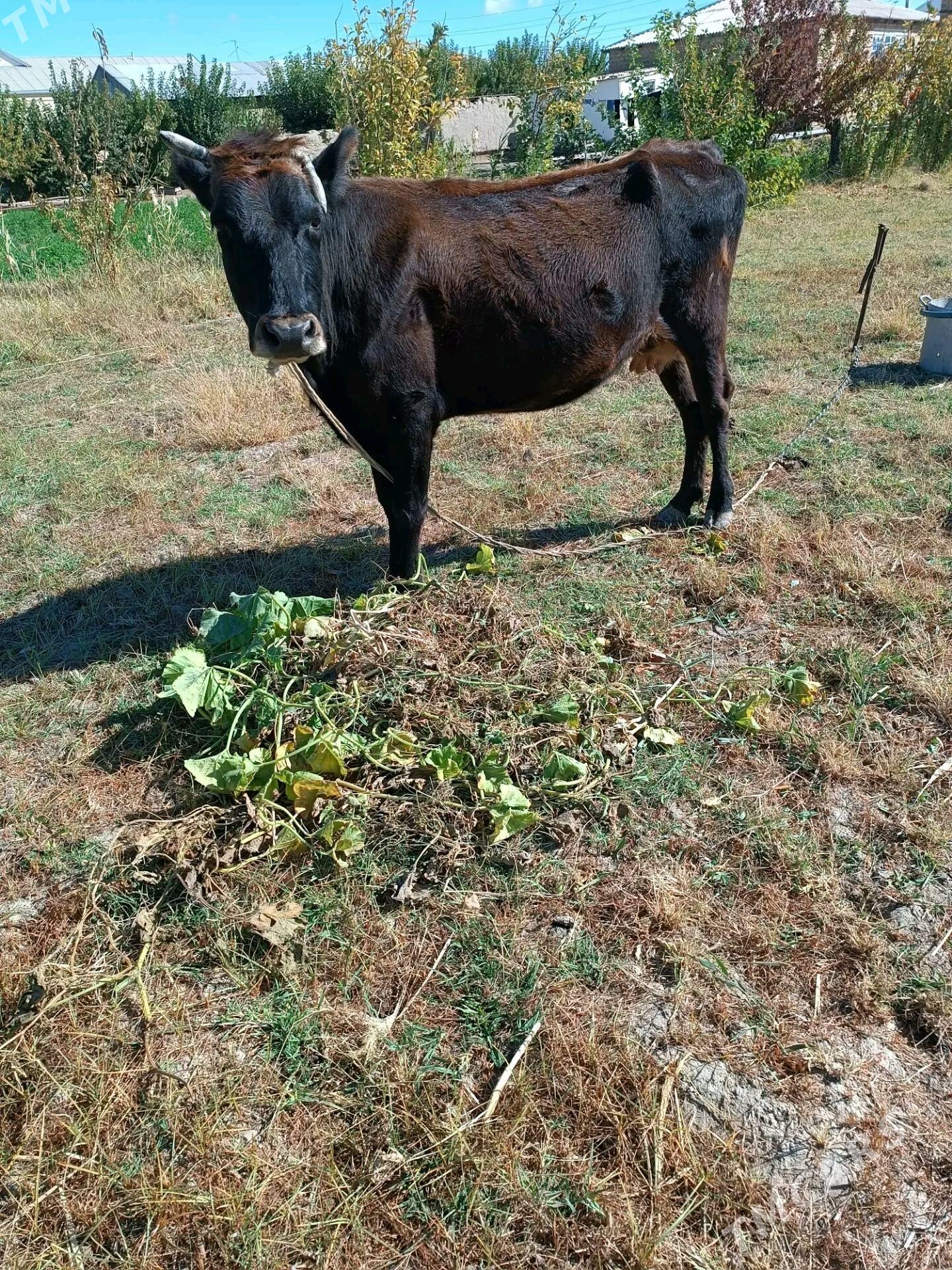 okuz sygyr - Мары - img 2