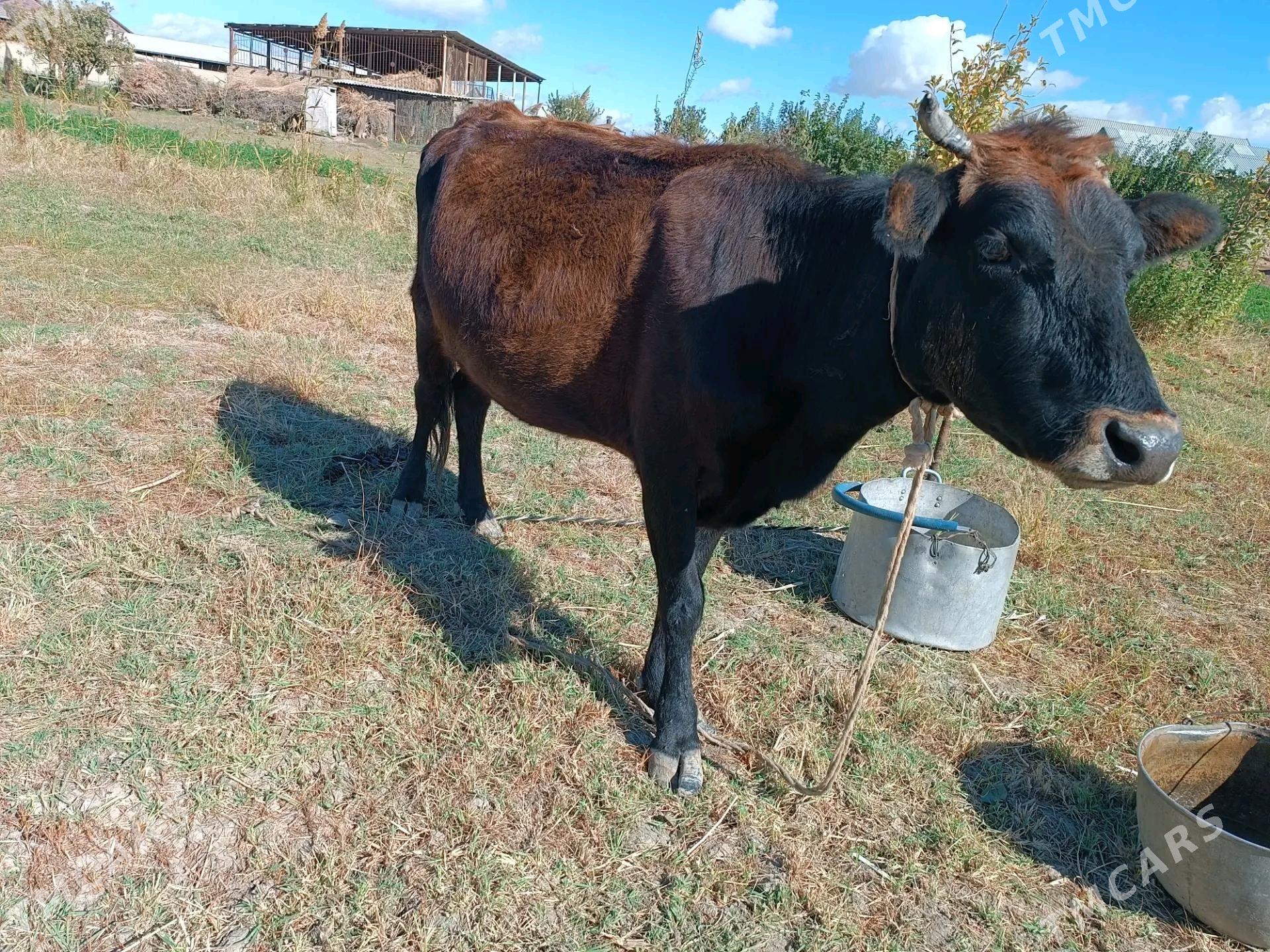 okuz sygyr - Мары - img 1