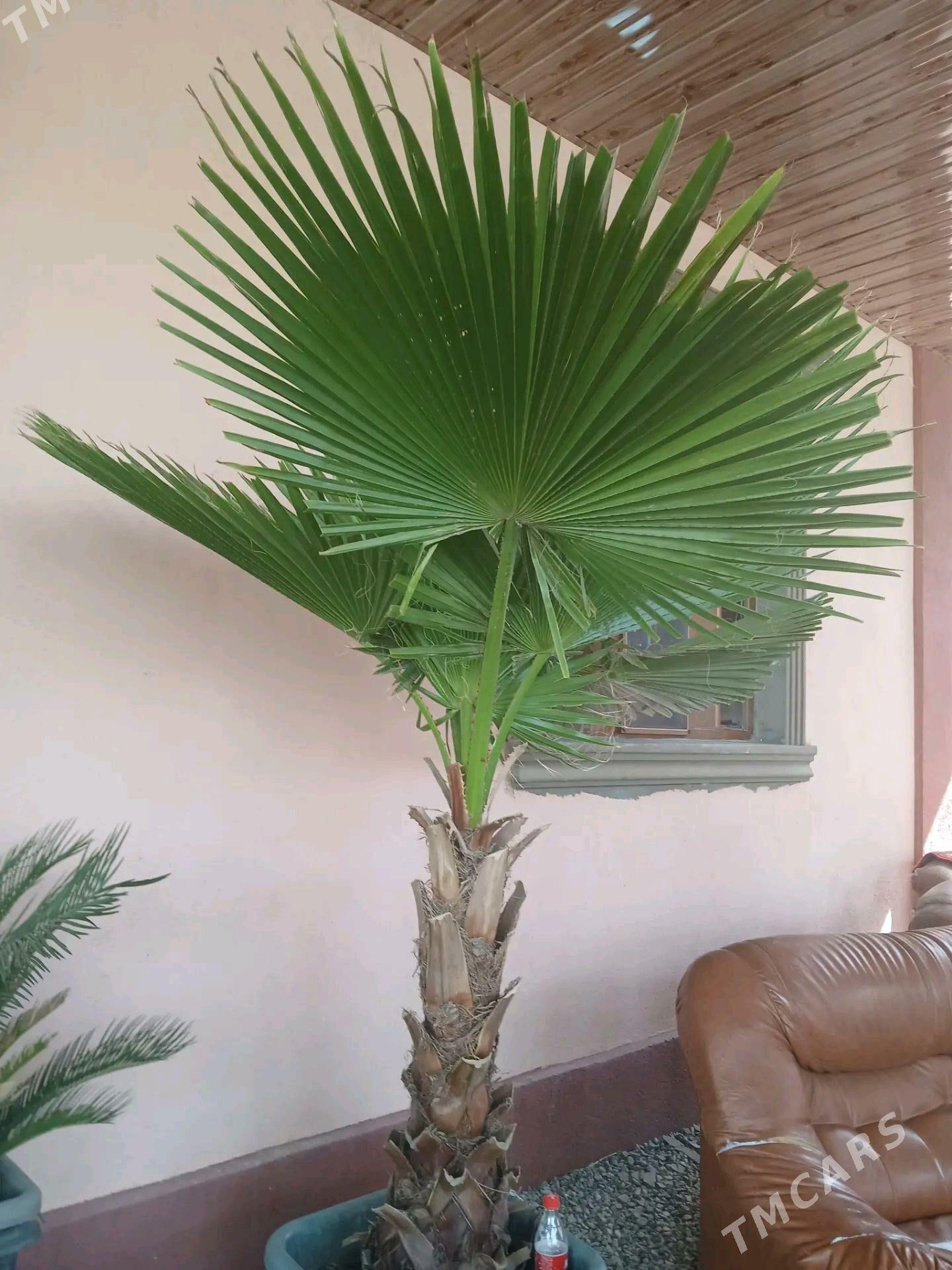 bag we oy gulleri - Гуртли - img 2