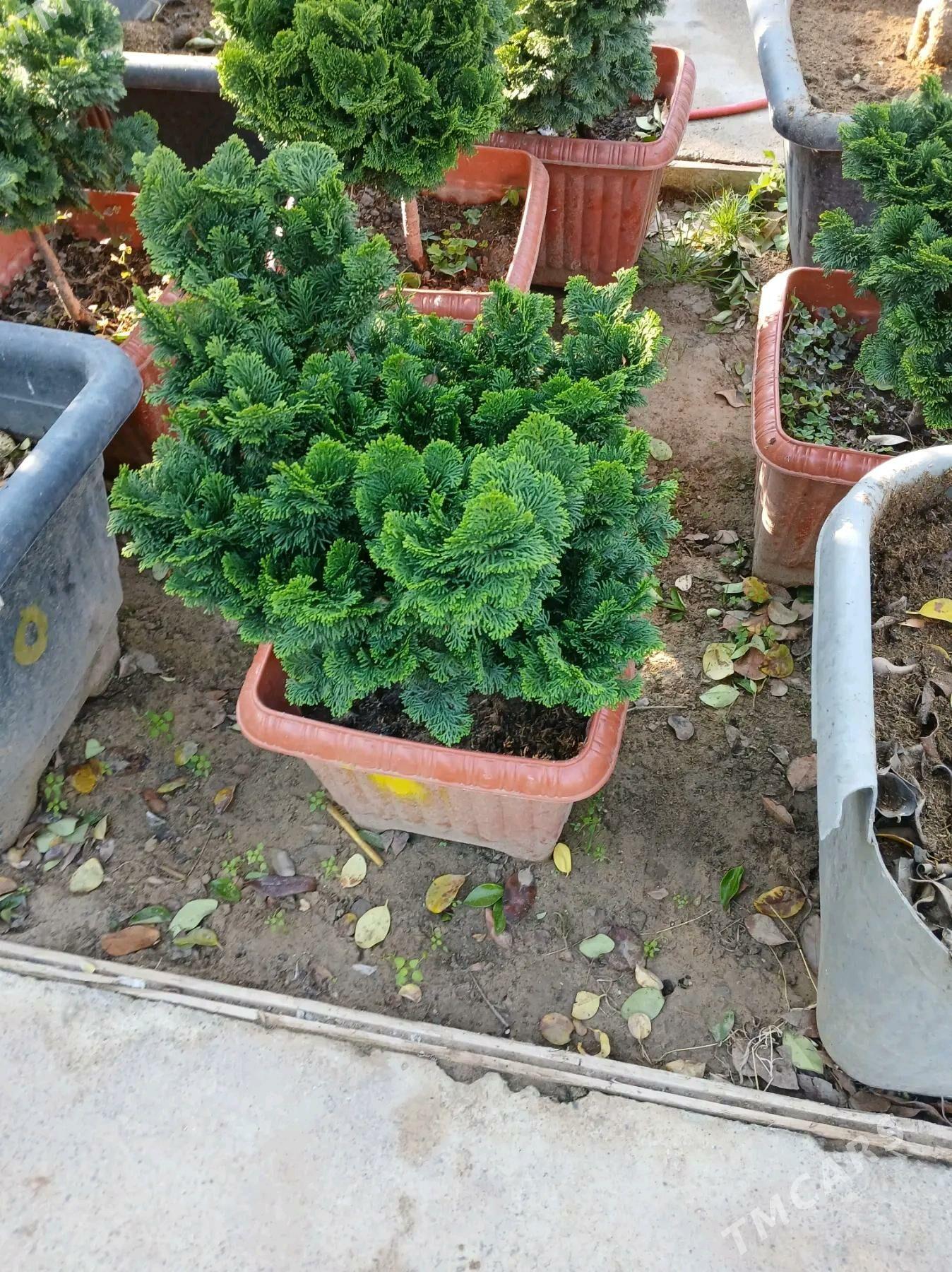 bag we oy gulleri - Гуртли - img 3