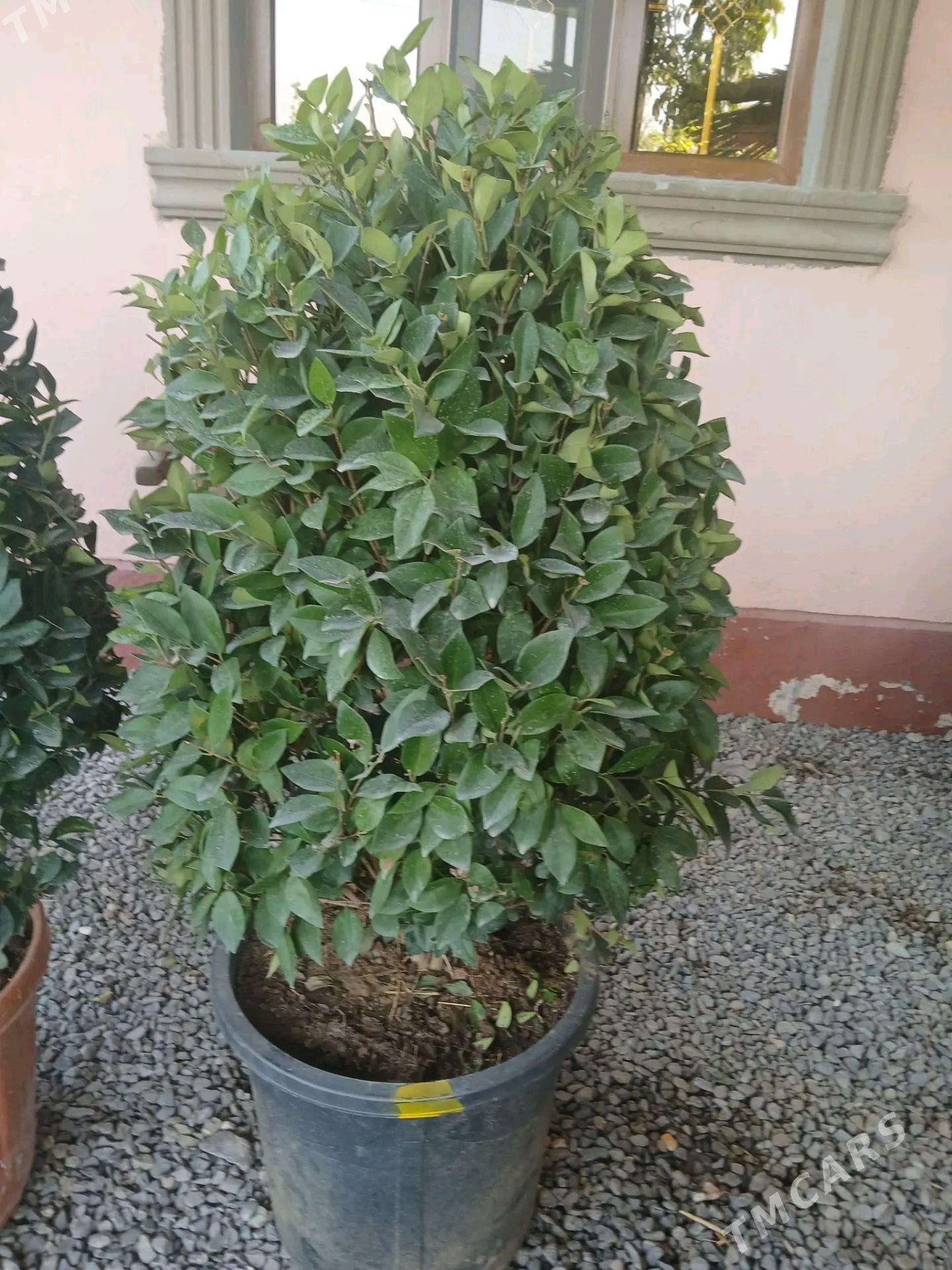 bag we oy gulleri - Gurtly - img 1