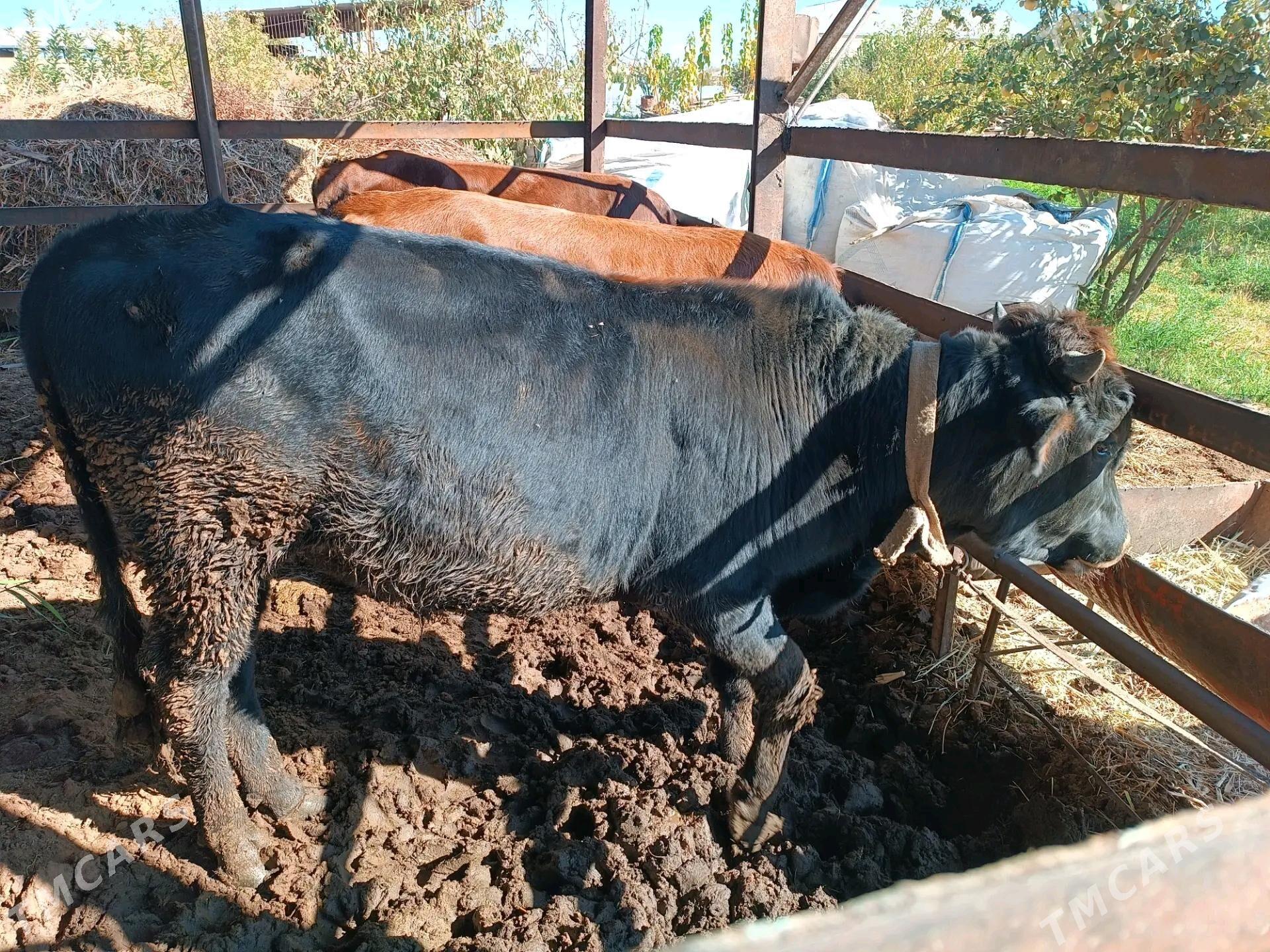 okuz sygyr - Мары - img 3