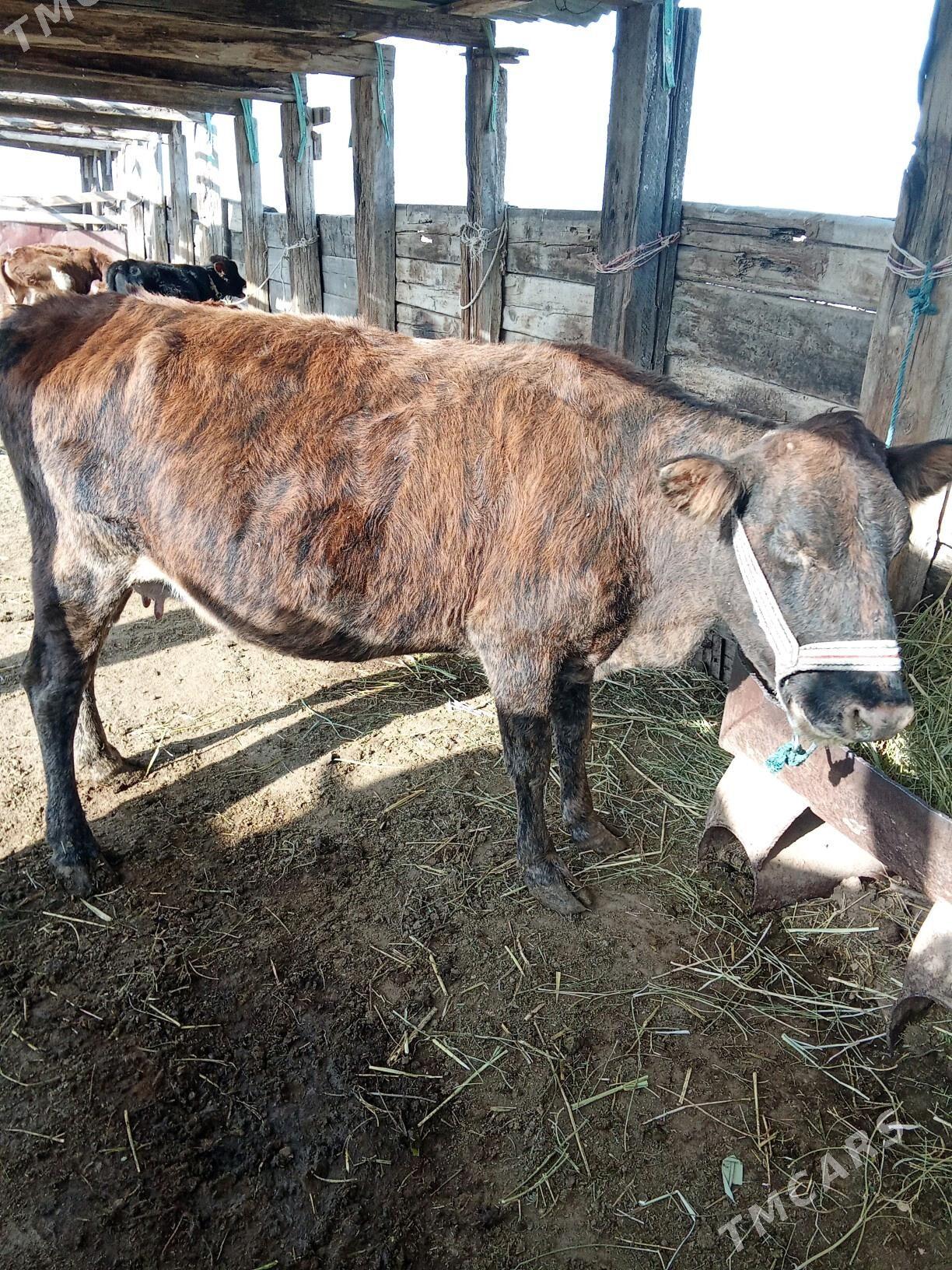 Golelı Sygyr - Jebel - img 1