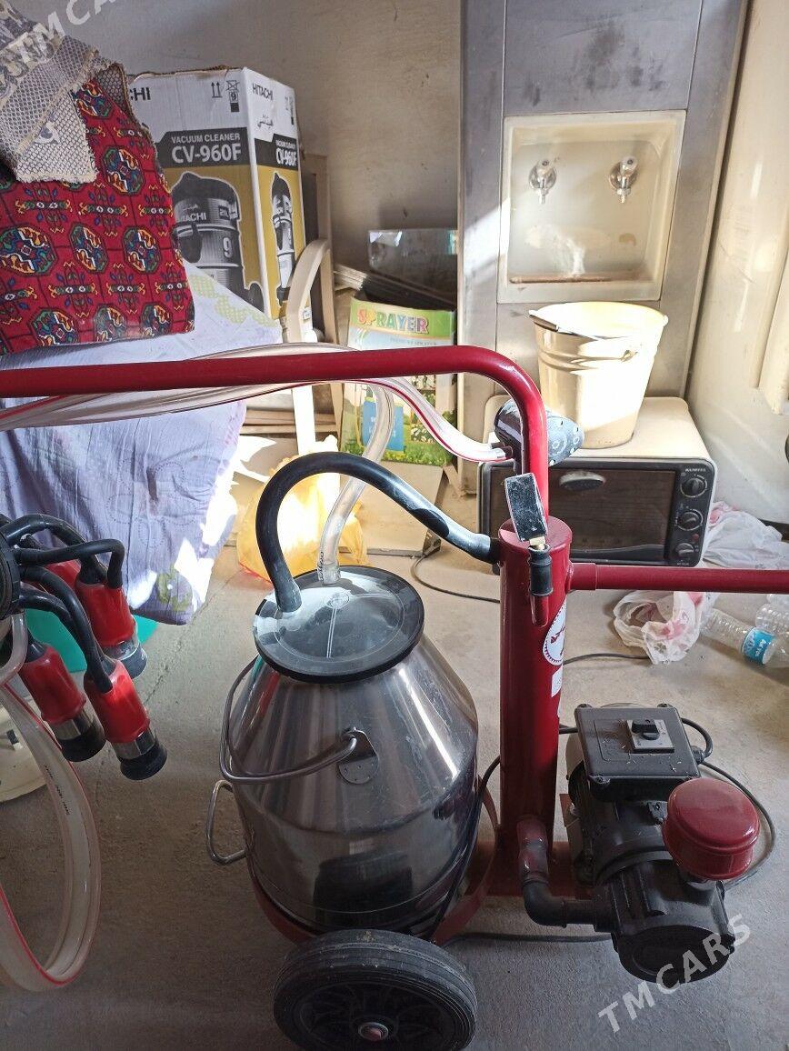 suyt masyn - Мургап - img 4