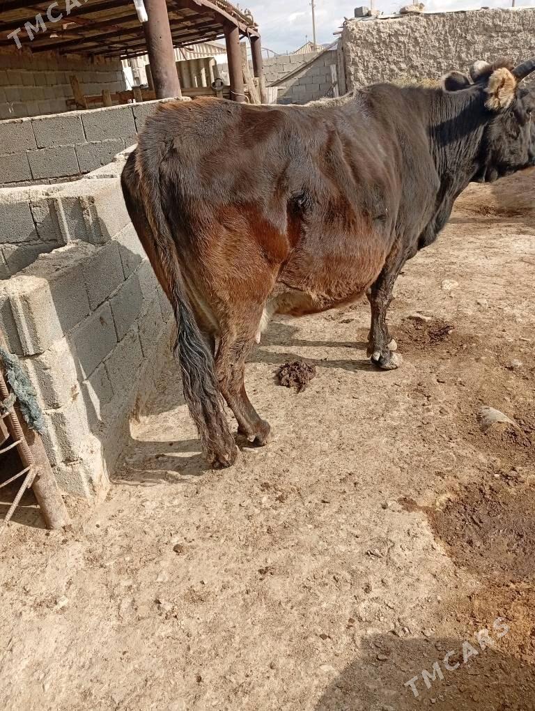 gysyr sygyr - Берекет - img 1