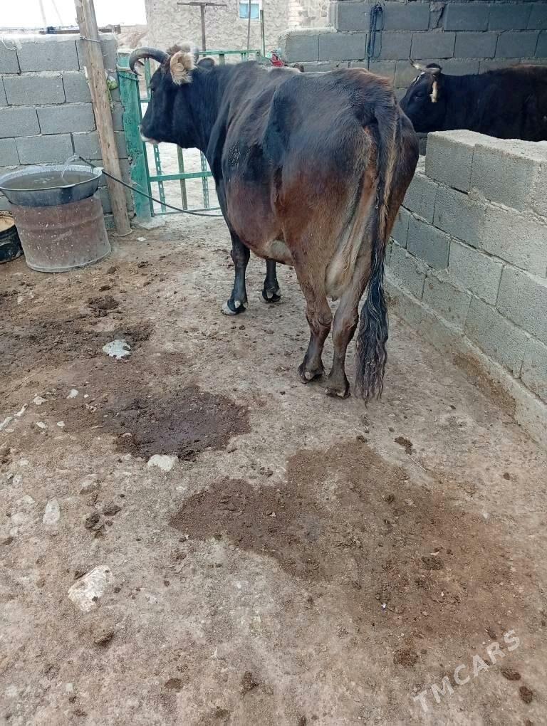 gysyr sygyr - Берекет - img 2