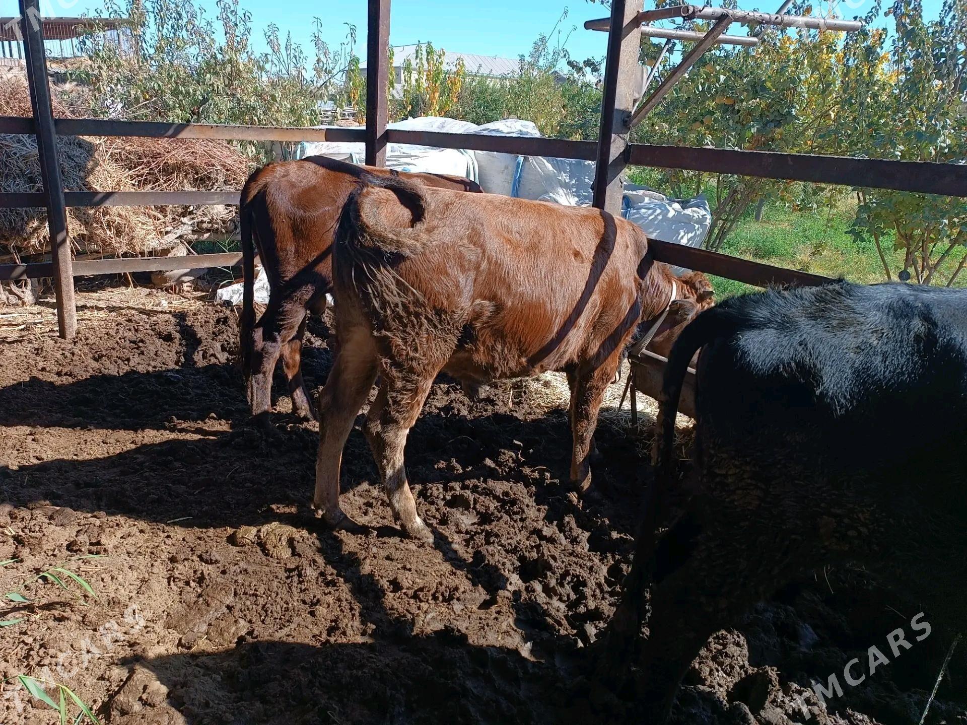 okuz sygyr - Мары - img 4