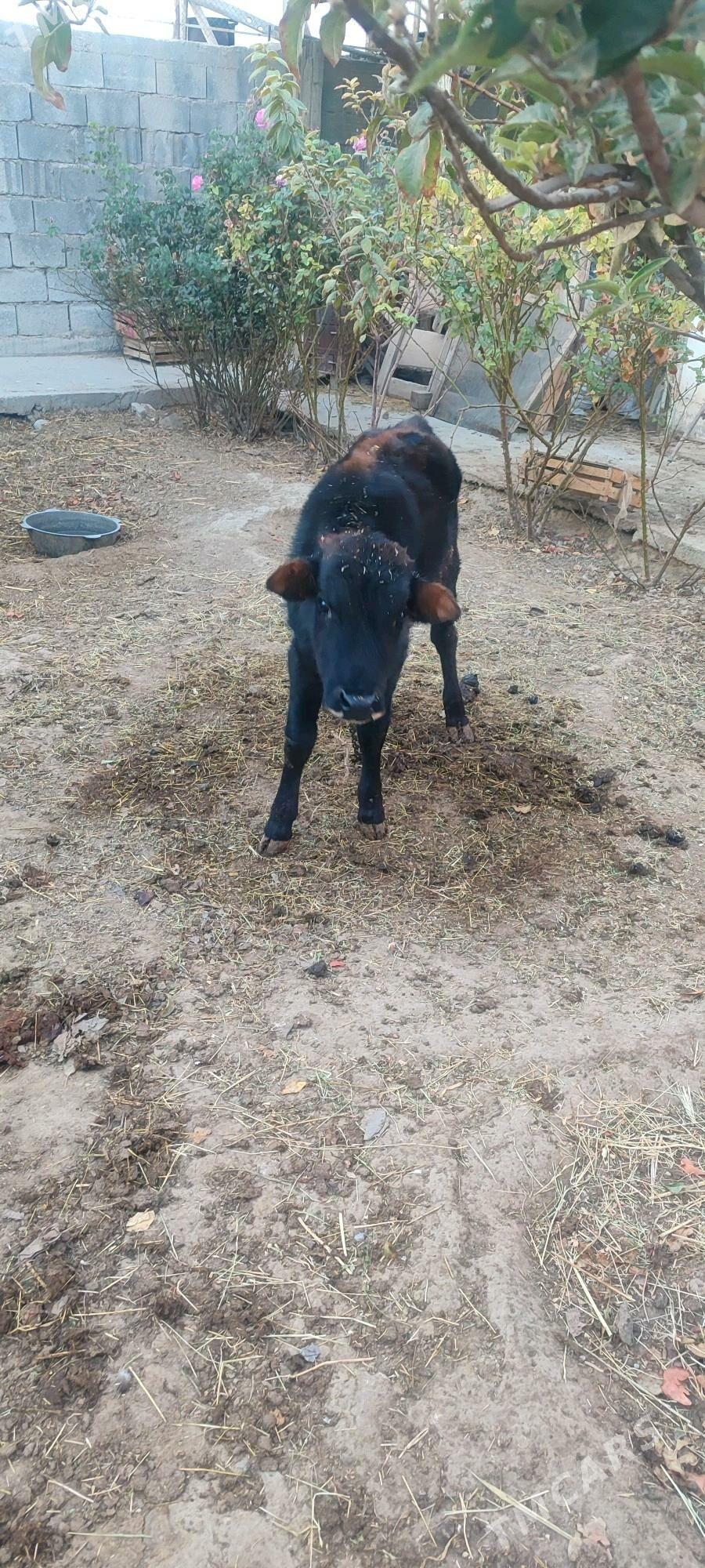 ökuzçe - Анев - img 3