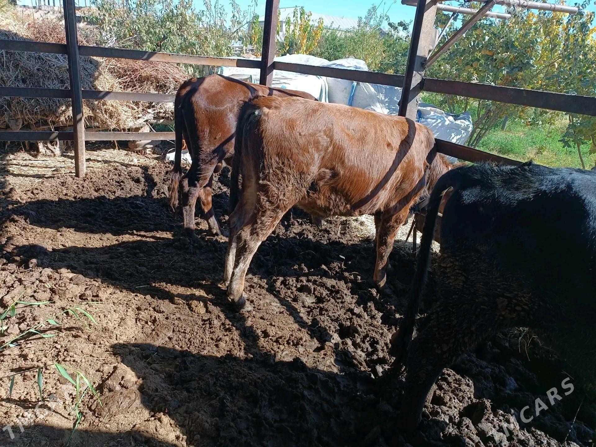 okuz sygyr - Мары - img 6