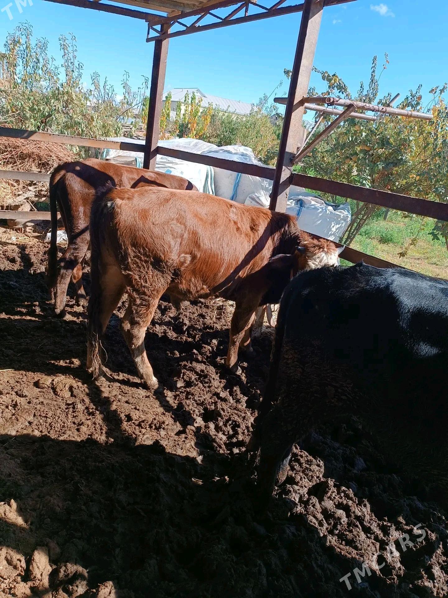 okuz sygyr - Мары - img 5