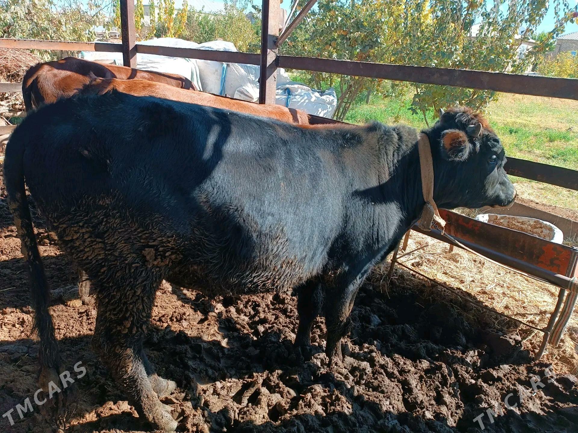 okuz sygyr - Мары - img 8