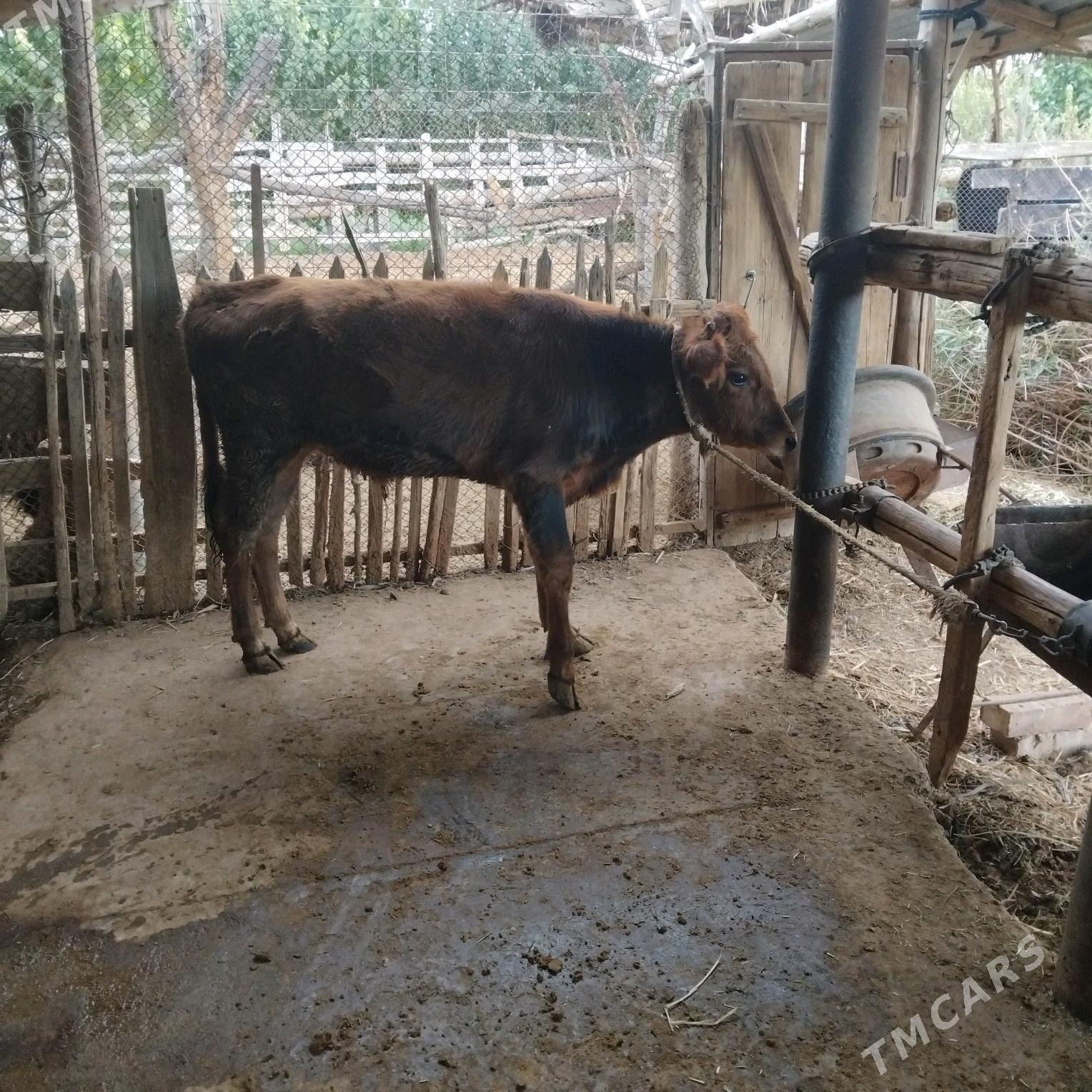 öküzçe - Бабадайхан - img 3