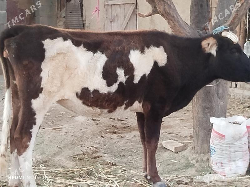 sygyr - Bäherden - img 1