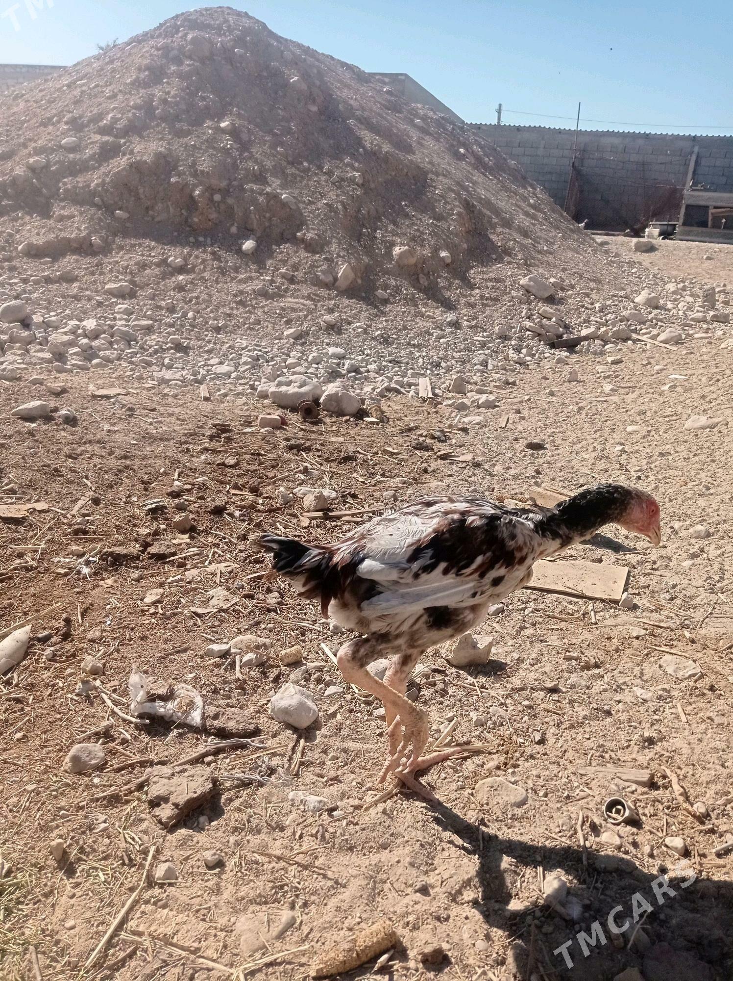 Taşkent - Балканабат - img 2