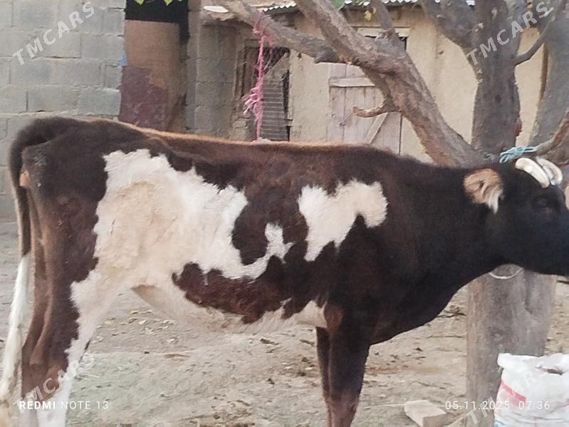 sygyr - Bäherden - img 2