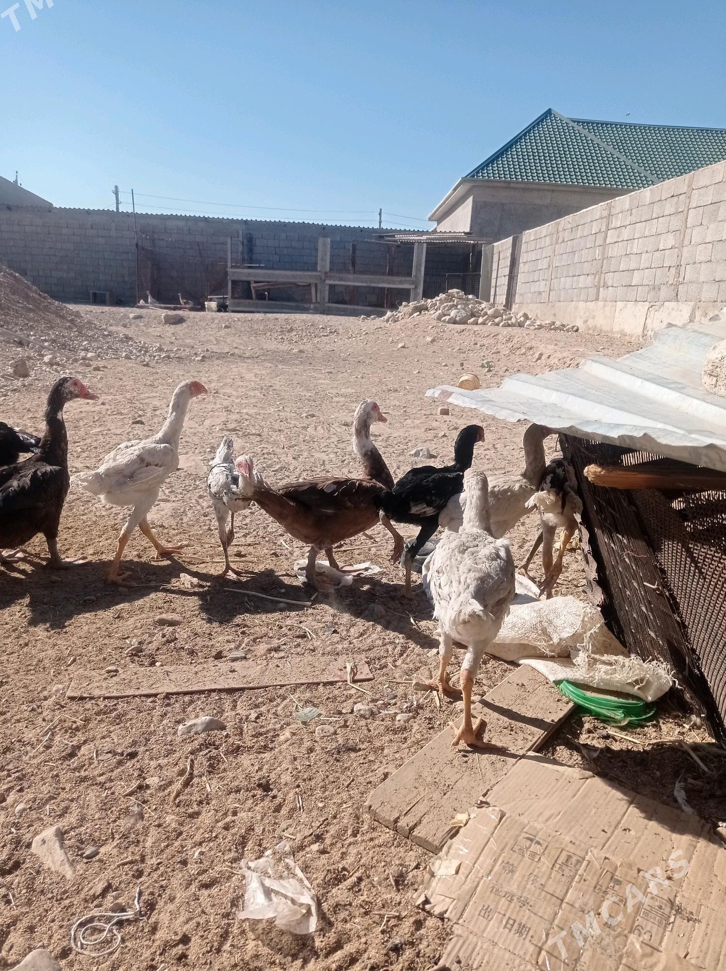 Taşkent - Балканабат - img 3