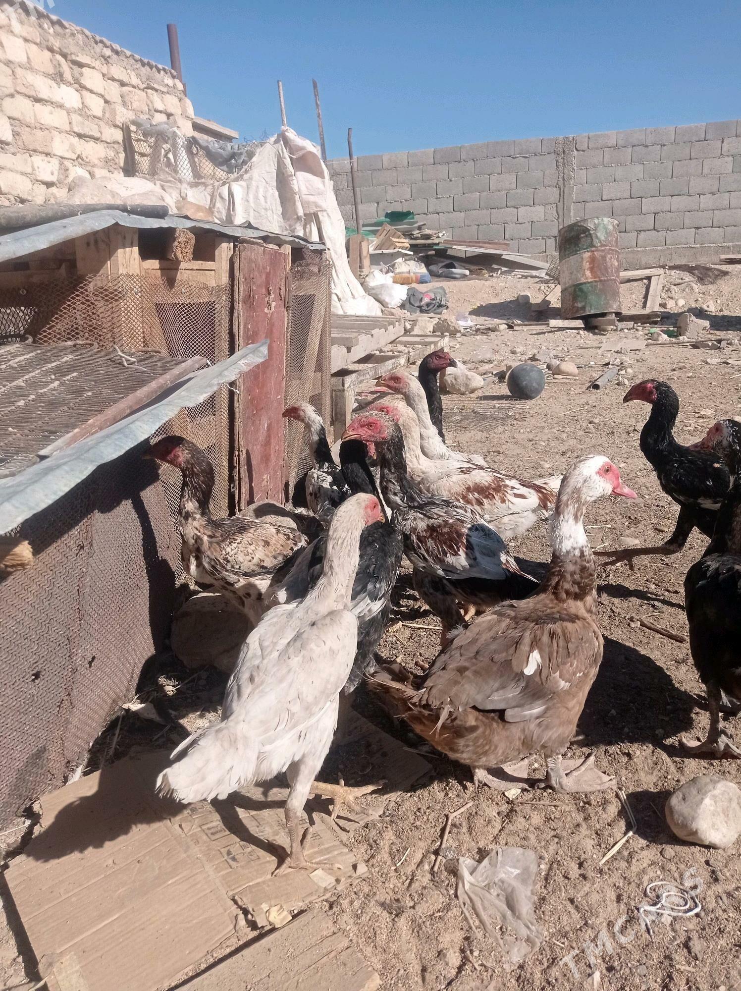 Taşkent - Балканабат - img 4