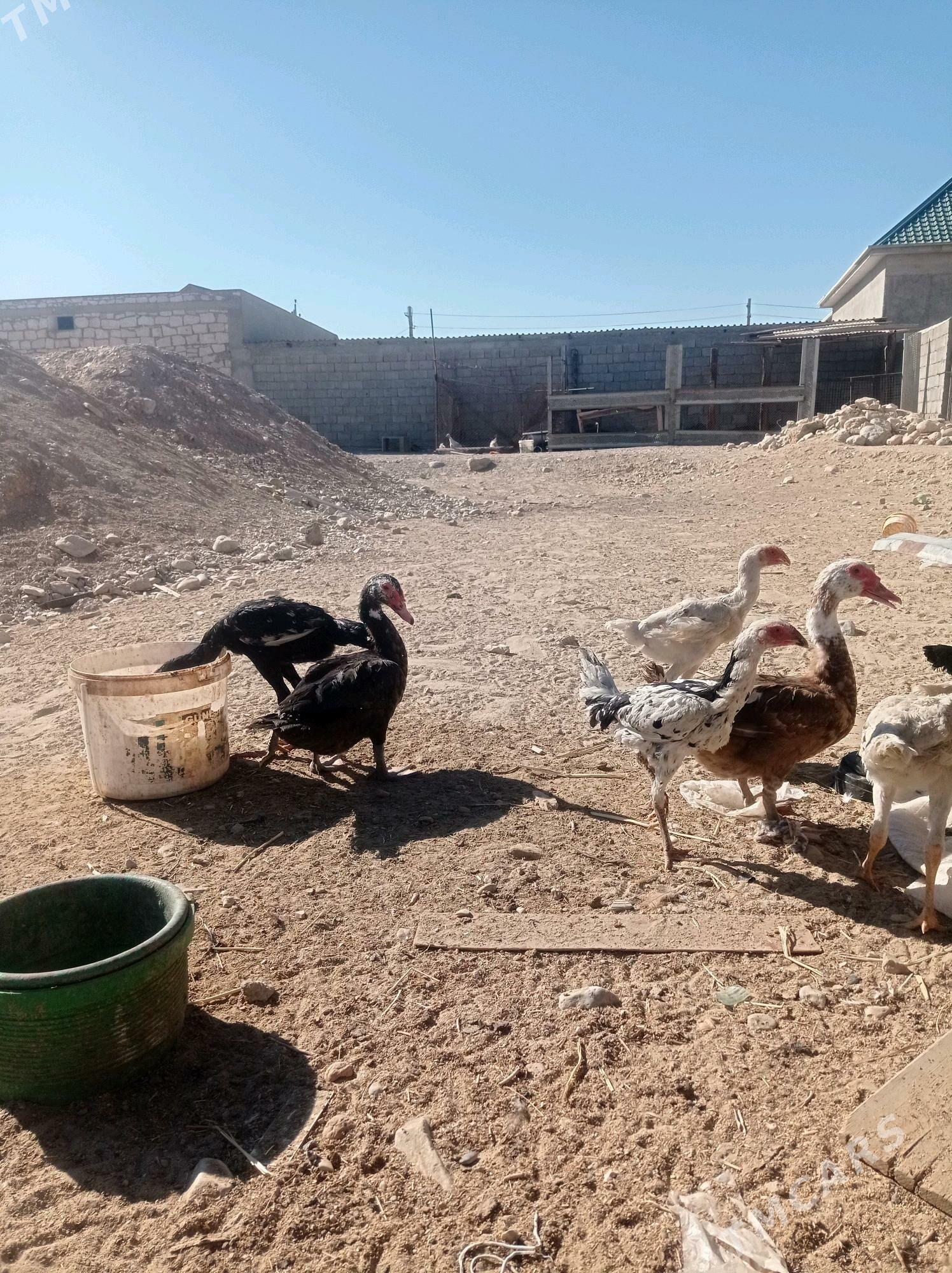 Taşkent - Балканабат - img 5