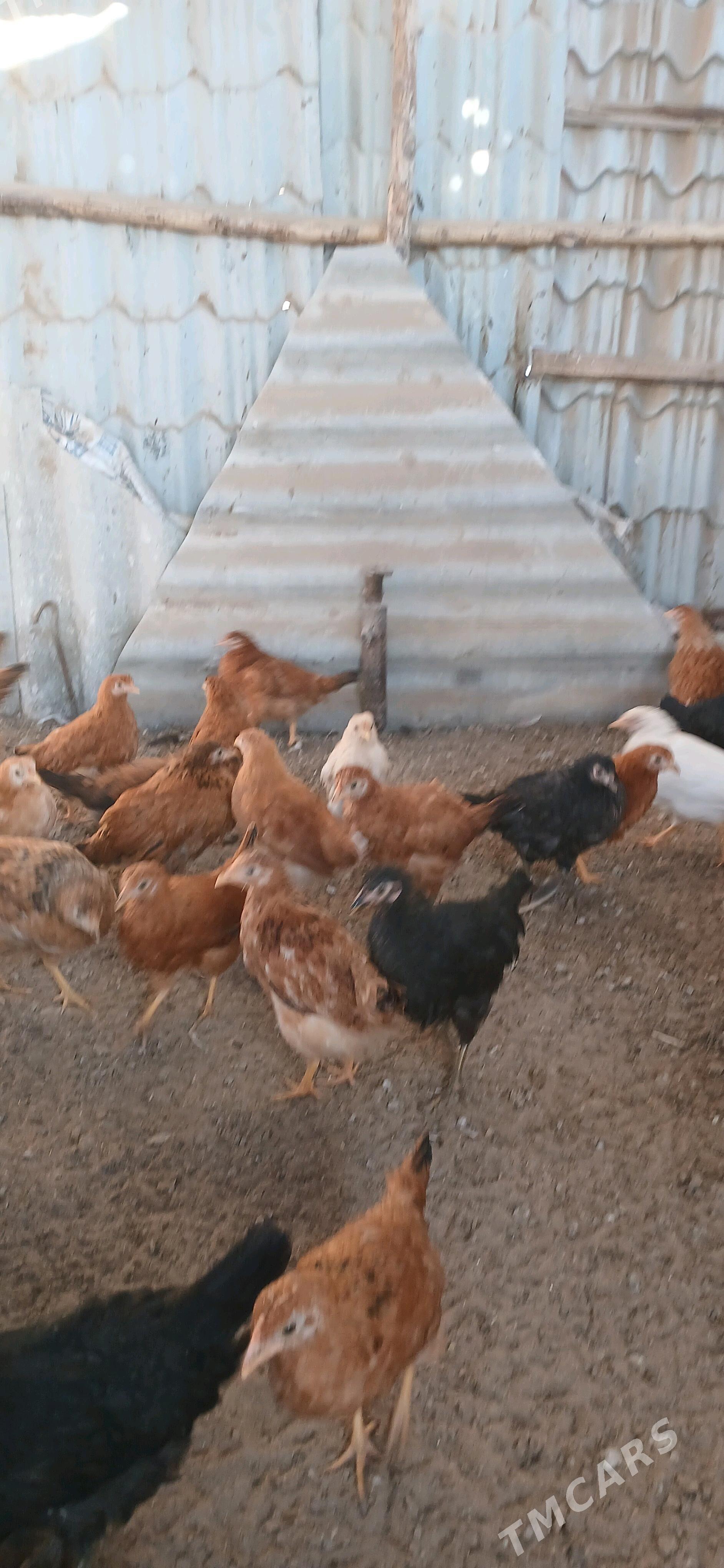 towuk juyje - Sakarçäge - img 1