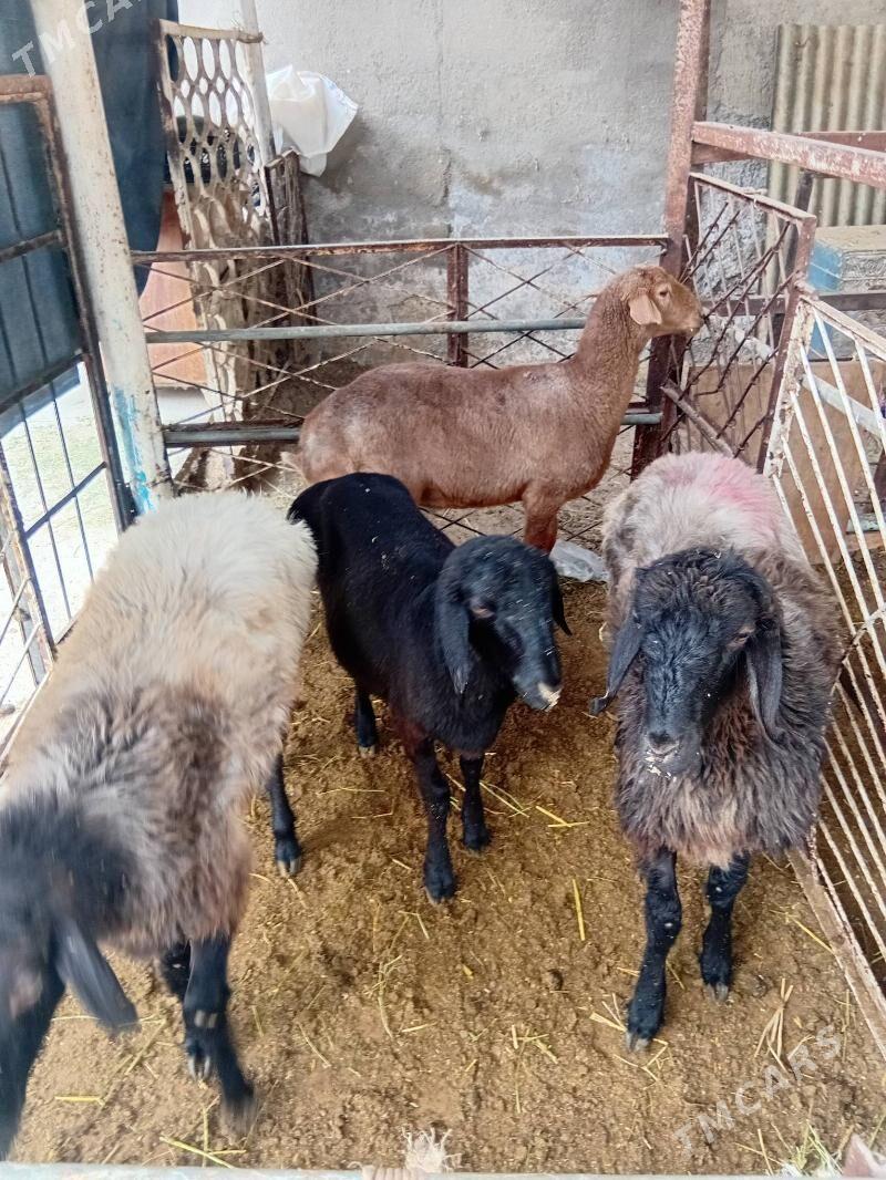 Issek tokly - Ашхабад - img 3